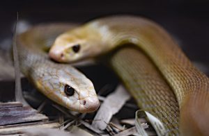 Two Inland Taipan Snakes